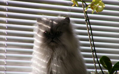 World Cat Day:                                                               COOL People Love CATS – HAPPY CAT, HAPPY LIFE