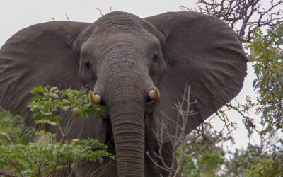 A Real „Biggi“: Be the best in Listening